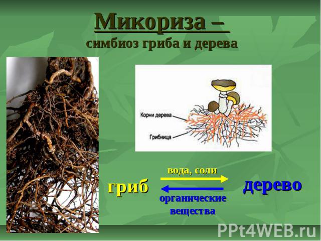 Микориза – симбиоз гриба и дерева