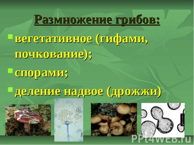 Размножение грибов: вегетативное (гифами, почкование); спорами; деление надвое (дрожжи)