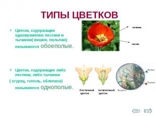 Цветки, содержащие одновременно пестики и тычинки( вишня, тюльпан) называются об