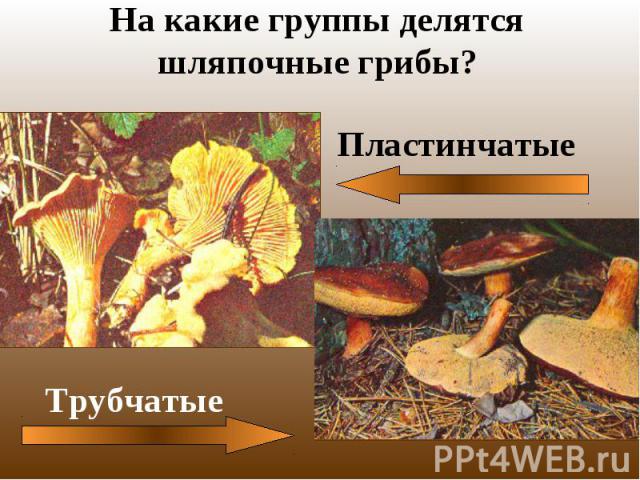 На какие группы делятся шляпочные грибы?