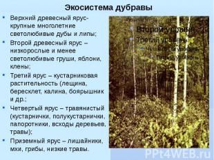 Экосистема дубравы Верхний древесный ярус- крупные многолетние светолюбивые дубы