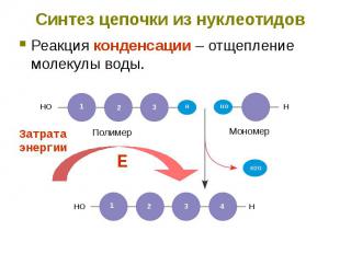 Синтез цепочки из нуклеотидов Реакция конденсации – отщепление молекулы воды.