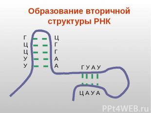 Образование вторичной структуры РНК