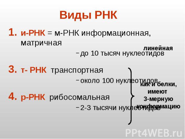 Виды РНК и-РНК = м-РНК информационная, матричная до 10 тысяч нуклеотидов т- РНК транспортная около 100 нуклеотидов р-РНК рибосомальная 2-3 тысячи нуклеотидов