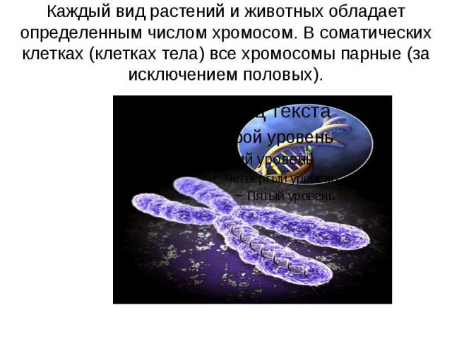 Каждый вид растений и животных обладает определенным числом хромосом. В соматических клетках (клетках тела) все хромосомы парные (за исключением половых).