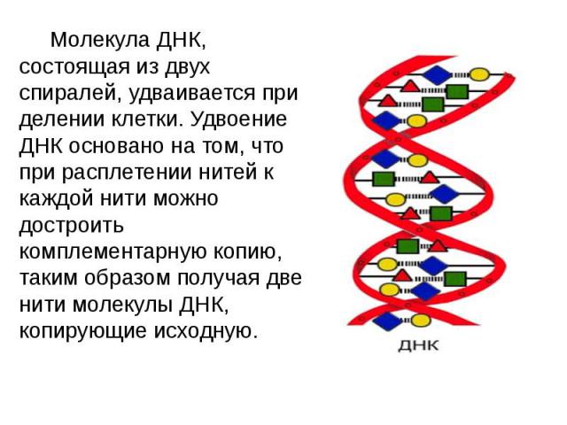 Молекула ДНК, состоящая из двух спиралей, удваивается при делении клетки. Удвоение ДНК основано на том, что при расплетении нитей к каждой нити можно достроить комплементарную копию, таким образом получая две нити молекулы ДНК, копирующие исходную. …