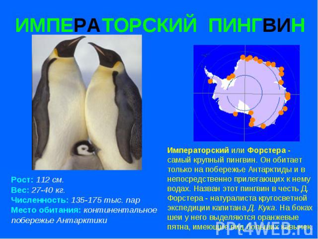 ИМПЕРАТОРСКИЙ ПИНГВИН Рост: 112 см. Вес: 27-40 кг. Численность: 135-175 тыс. пар Место обитания: континентальное побережье Антарктики