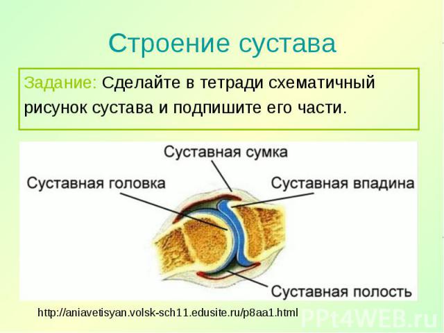 Задание: Сделайте в тетради схематичный Задание: Сделайте в тетради схематичный рисунок сустава и подпишите его части.