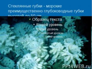 Стеклянные губки - морские преимущественно глубоководные губки высотой до 50 см.