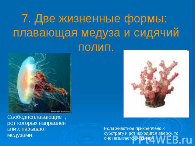 7. Две жизненные формы: плавающая медуза и сидячий полип.