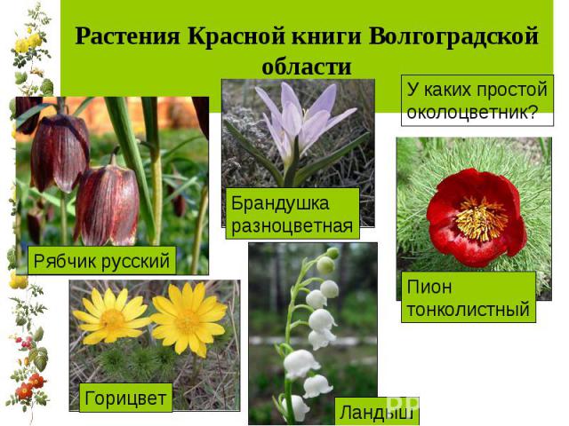 Растения Красной книги Волгоградской области