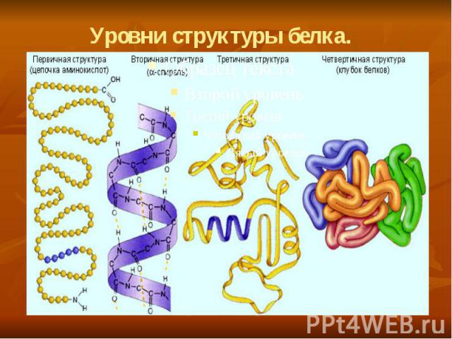 Уровни структуры белка.