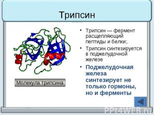 Трипсин Трипсин&nbsp;— фермент расщепляющий пептиды и белки;. Трипсин синтезируе