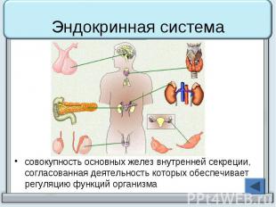Эндокринная система совокупность основных желез внутренней секреции, согласованн