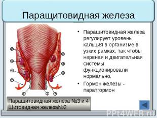 Паращитовидная железа Паращитовидная железа регулирует уровень кальция в организ