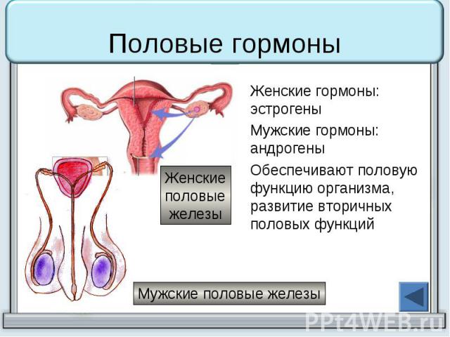 Половые гормоны Женские гормоны: эстрогены Мужские гормоны: андрогены Обеспечивают половую функцию организма, развитие вторичных половых функций