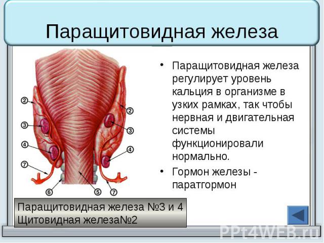 Паращитовидная железа Паращитовидная железа регулирует уровень кальция в организме в узких рамках, так чтобы нервная и двигательная системы функционировали нормально. Гормон железы - паратгормон