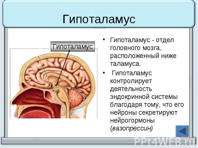 Гипоталамус Гипоталамус - отдел головного мозга, расположенный ниже таламуса. Гипоталамус контролирует деятельность эндокринной системы благодаря тому, что его нейроны секретируют нейрогормоны (вазопрессин)