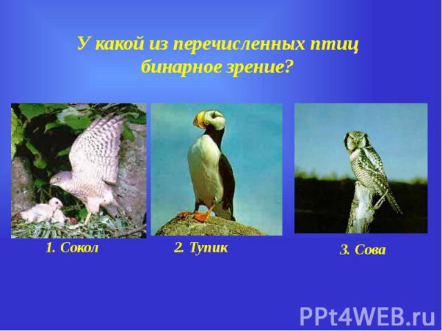 У какой из перечисленных птиц бинарное зрение?