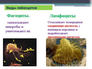 Виды лейкоцитов Фагоциты. захватывают микробы и уничтожают их