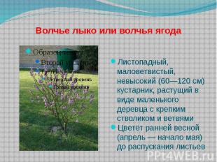 Волчье лыко или волчья ягода Листопадный, маловетвистый, невысокий (60—120 см) к