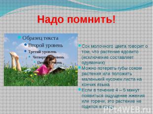 Надо помнить! Сок молочного цвета говорит о том, что растение ядовито (исключени