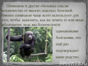 Шимпанзе и другие обезьяны спасли человечество от многих опасных болезней. Именн