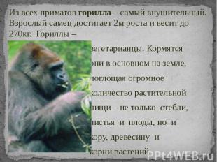 Из всех приматов горилла – самый внушительный. Взрослый самец достигает 2м роста
