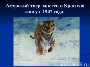 Амурский тигр занесен в Красную книгу с 1947 года.