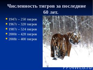 Численность тигров за последние 60 лет. 1947г – 250 тигров 1967г – 320 тигров 19