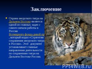 Заключение Охрана амурского тигра на Дальнем Востоке является одной из главных з
