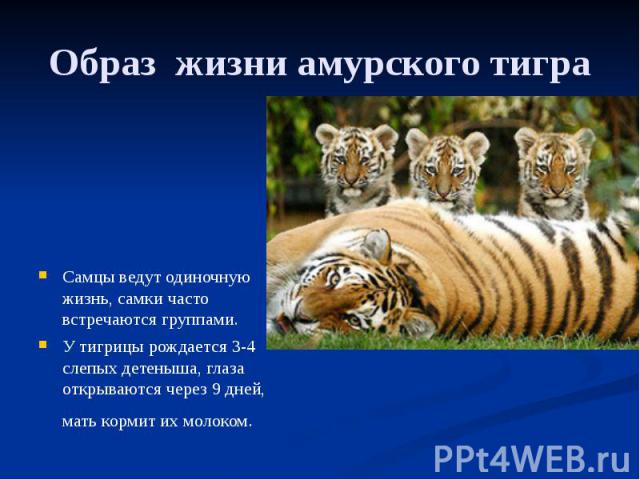 Образ жизни амурского тигра Самцы ведут одиночную жизнь, самки часто встречаются группами. У тигрицы рождается 3-4 слепых детеныша, глаза открываются через 9 дней, мать кормит их молоком.