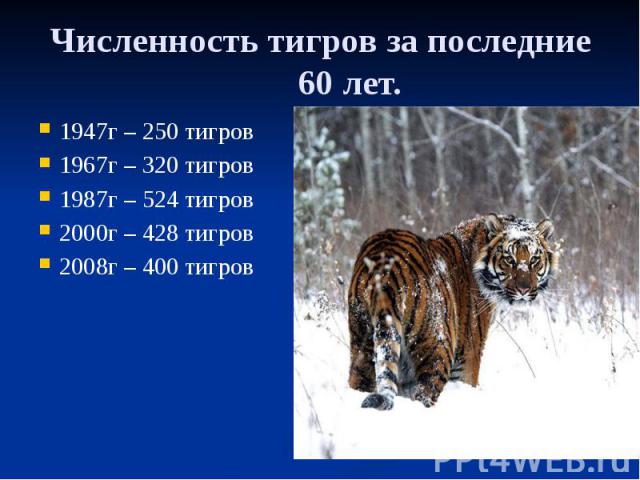 Численность тигров за последние 60 лет. 1947г – 250 тигров 1967г – 320 тигров 1987г – 524 тигров 2000г – 428 тигров 2008г – 400 тигров