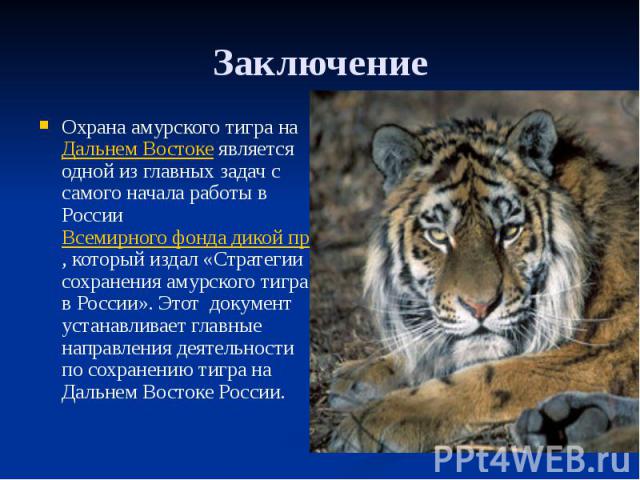 Заключение Охрана амурского тигра на Дальнем Востоке является одной из главных задач с самого начала работы в России Всемирного фонда дикой природы (WWF), который издал «Стратегии сохранения амурского тигра в России». Этот документ устанавливает гла…