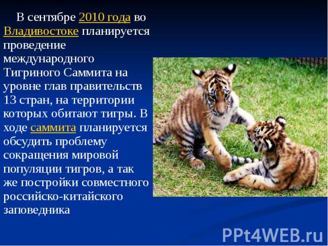 В сентябре 2010 года во Владивостоке планируется проведение международного Тигриного Саммита на уровне глав правительств 13 стран, на территории которых обитают тигры. В ходе саммита планируется обсудить проблему сокращения мировой популяции ти…