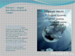 Корнерот – медуза-красавица величиной с ведро В Черном и Азовском морях широко р