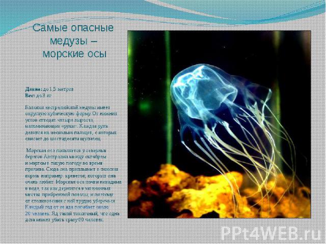 Самые опасные медузы – морские осы Длина: до 1,5 метров Вес: до 3 кг Колокол австралийской медузы имеет округлую кубическую форму. От нижних углов отходят четыре выроста, напоминающие «руки». Каждая рука делится на несколько пальцев, с&nbs…
