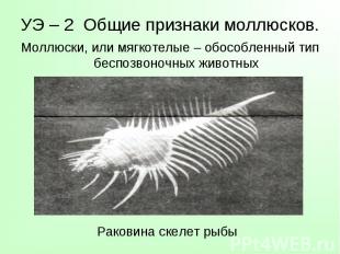 Моллюски, или мягкотелые – обособленный тип беспозвоночных животных Моллюски, ил