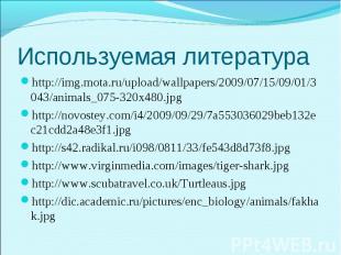 http://img.mota.ru/upload/wallpapers/2009/07/15/09/01/3043/animals_075-320x480.j