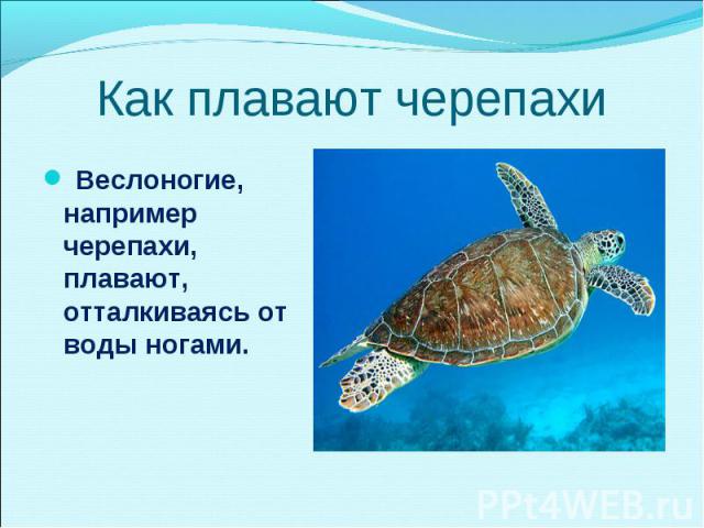 Веслоногие, например черепахи, плавают, отталкиваясь от воды ногами. Веслоногие, например черепахи, плавают, отталкиваясь от воды ногами.