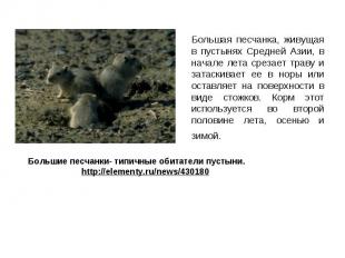 Большая песчанка, живущая в пустынях Средней Азии, в начале лета срезает траву и