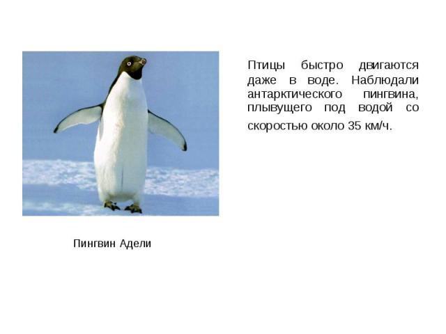 Птицы быстро двигаются даже в воде. Наблюдали антарктического пингвина, плывущего под водой со скоростью около 35 км/ч. Птицы быстро двигаются даже в воде. Наблюдали антарктического пингвина, плывущего под водой со скоростью около 35 км/ч.
