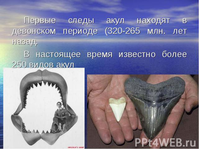 Первые следы акул находят в девонском периоде (320-265 млн. лет назад. Первые следы акул находят в девонском периоде (320-265 млн. лет назад. В настоящее время известно более 250 видов акул