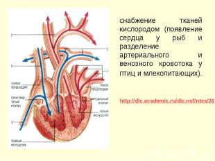 снабжение тканей кислородом (появление сердца у рыб и разделение артериального и