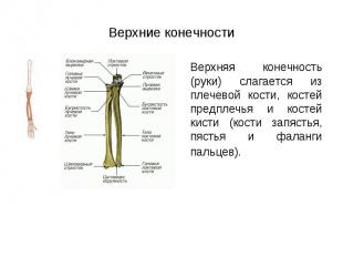 Верхняя конечность (руки) слагается из плечевой кости, костей предплечья и косте
