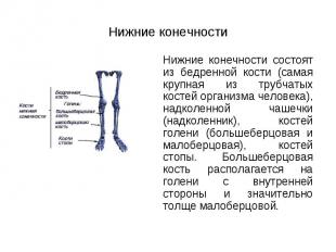 Нижние конечности состоят из бедренной кости (самая крупная из трубчатых костей