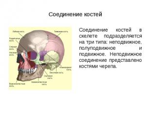 Соединение костей в скелете подразделяется на три типа: неподвижное, полуподвижн