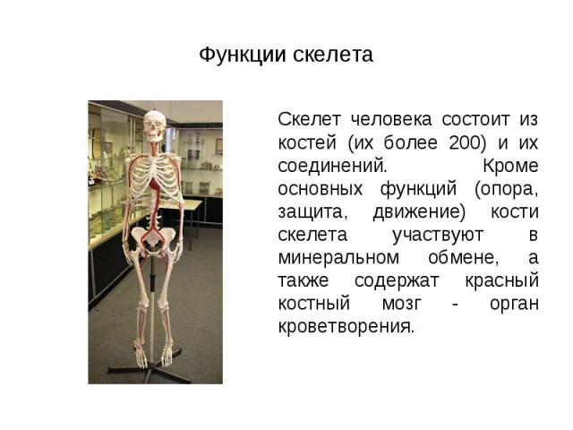 Скелет человека состоит из костей (их более 200) и их соединений. Кроме основных функций (опора, защита, движение) кости скелета участвуют в минеральном обмене, а также содержат красный костный мозг - орган кроветворения. Скелет человека состоит из …
