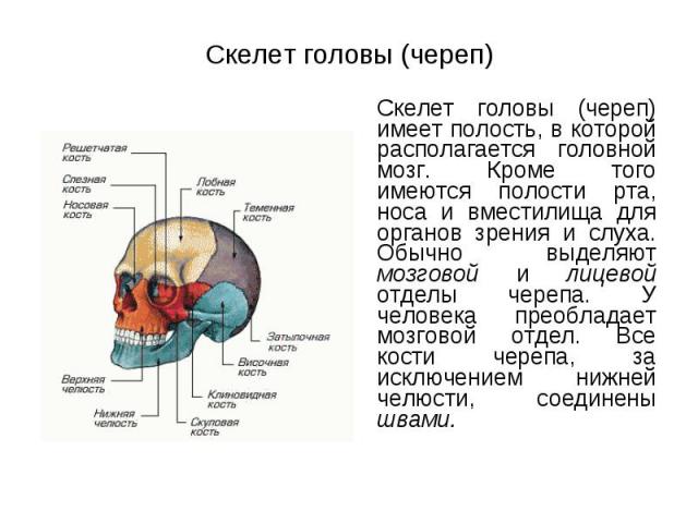 Скелет головы (череп) имеет полость, в которой располагается головной мозг. Кроме того имеются полости рта, носа и вместилища для органов зрения и слуха. Обычно выделяют мозговой и лицевой отделы черепа. У человека преобладает мозговой отдел. Все ко…