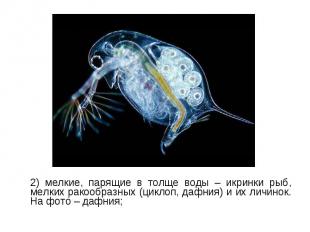 2) мелкие, парящие в толще воды – икринки рыб, мелких ракообразных (циклоп, дафн